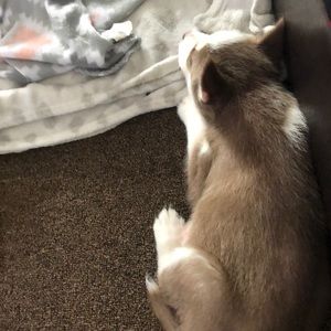 Meet your Posher, Fredo